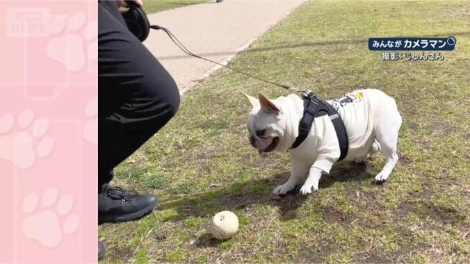 左右にピョンピョン
