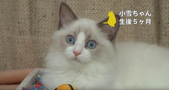 ふわふわ仔猫大集合「キャットショーって何？」　スター候補ニャンコに密着にゃ 7枚目