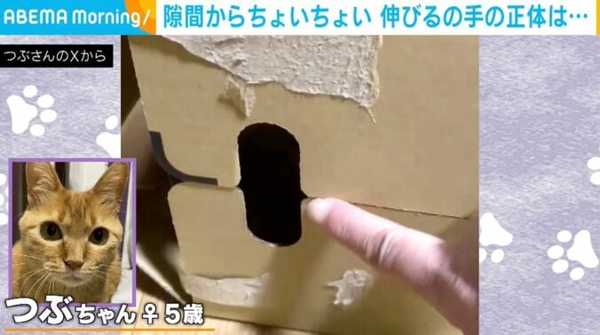 ネコのつぶちゃん
