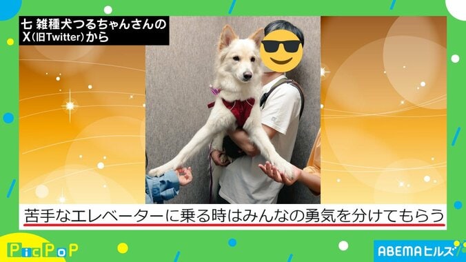 勇気を分けてあげたい！ 苦手なエレベーターに乗るワンちゃんの姿に「わたしの手を是非使って」「みんないるから大丈夫」と激励の声 1枚目