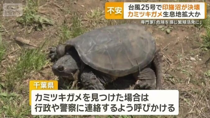 カミツキガメの捕獲を進める