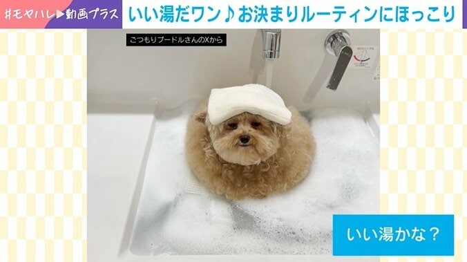 トイプードルのしえるちゃん