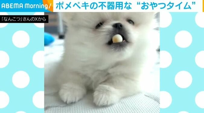 ポメペキのなんこつちゃん