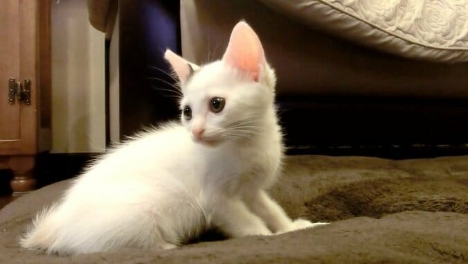 「僕、お兄ちゃんになるの？」 茶トラ猫“ひろし”に可愛すぎる兄妹誕生 9枚目