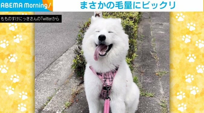 換毛期で“モフモフ”が「わた菓子掴み取りし放題」状態になるサモエド犬に反響 1枚目