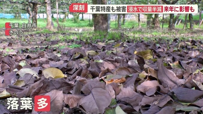 例年よりも多く落ちているというナシの木の葉
