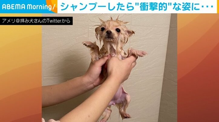 モフモフな猫がシャンプーすると“シュッ” 衝撃的な大変身に飼い主「笑っちゃいました」