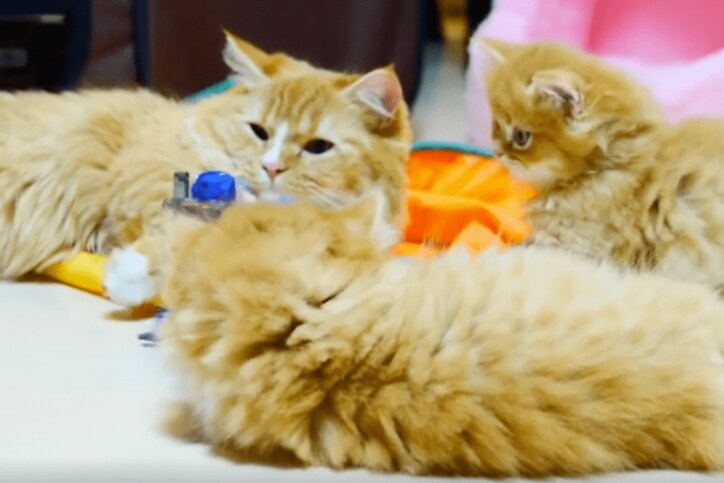 猫「こいつは誰だ…?」青い物体に固まるマンチカンズがかわいい