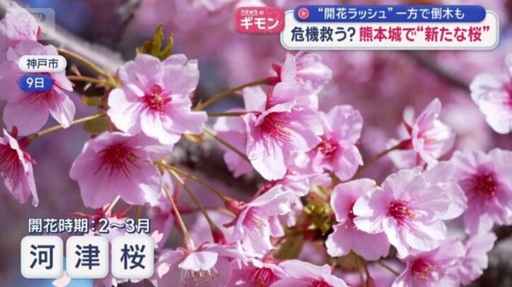 河津桜