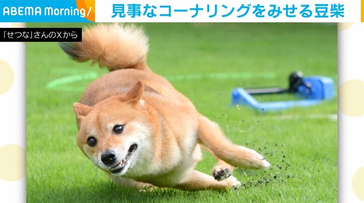 柴犬のころちゃん（5歳）