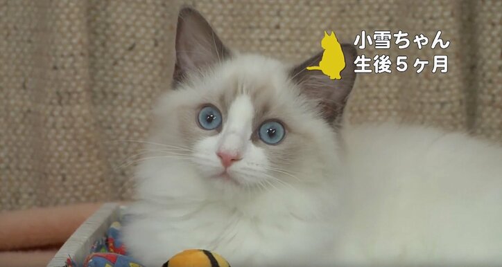 ふわふわ仔猫大集合「キャットショーって何？」　スター候補ニャンコに密着にゃ
