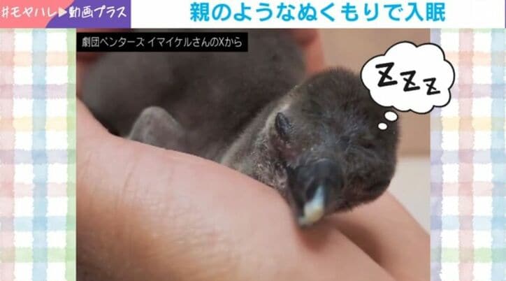 ペンギンの加藤くん