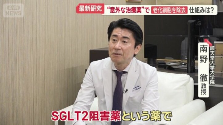 「老化細胞が除去される」