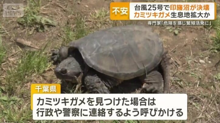 カミツキガメの捕獲を進める