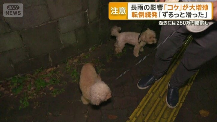 犬の散歩で毎日、都内の公園へ