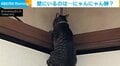高所に登るのが好きすぎる猫が“無謀な挑戦” 必死にしがみつく姿に飼い主「季節外れの蝉かしら…?」
