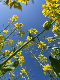 市川海老蔵『寝転び 』