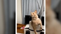 猫じゃらしに口開け“アワアワ”