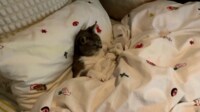 【映像】猫がベッドで“真剣”ビデオ鑑賞に夢中
