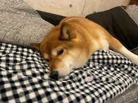 尾形あい『情緒が変です』