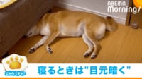 【映像】柴犬がこだわりの寝床
