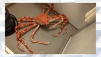 【映像】なぜ風呂場に 生きた“タカアシガニ”
