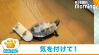 【映像】カメが猫に見とれてスケボーから落ちる瞬間