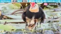 親鳥の体に吸い込まれていくヒナ3匹…見事な“収納術”に「なんという吸引力！」「めちゃくちゃ可愛い」と反響