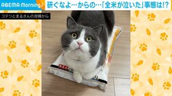 お米の袋にちょこんと乗る猫 飼い主「研ぐなよ…。研ぐなよ…。絶対に研ぐな…」とダチョウ倶楽部のフリ！？