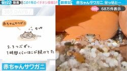 有名キャラクターデザイナーによる“手描きイラスト付き”サワガニ観察記！大人と赤ちゃんの“砂利の運び方”に「全然違う！」「一生懸命な姿に生命の力を感じる」と反響