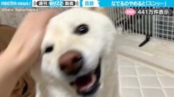 飼い主「なでるのやめると“スンッ”とする柴犬」←一瞬の表情の変化に「オモロ可愛いw」「うちの子もこんな感じ！」と反響