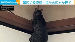 高所に登るのが好きすぎる猫が“無謀な挑戦” 必死にしがみつく姿に飼い主「季節外れの蝉かしら…?」