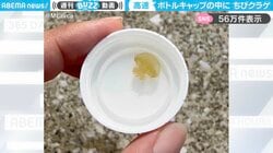 「超高速！」ボトルキャップで動き回る小さなクラゲに「冗談抜きで何時間でも見てられる」「猛烈にキャワイイ」と反響