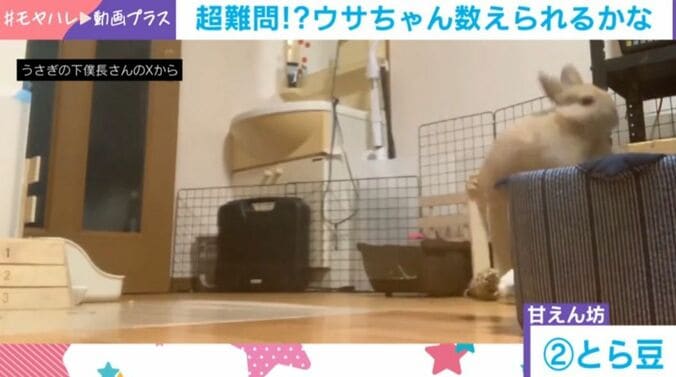 ウサギ