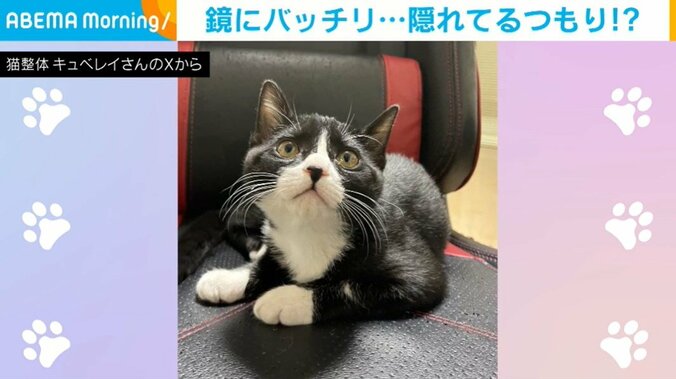 猫の足袋ちゃん（生後4カ月半）