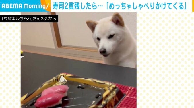 豆柴エルちゃん