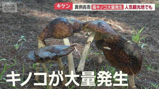 キノコが大量