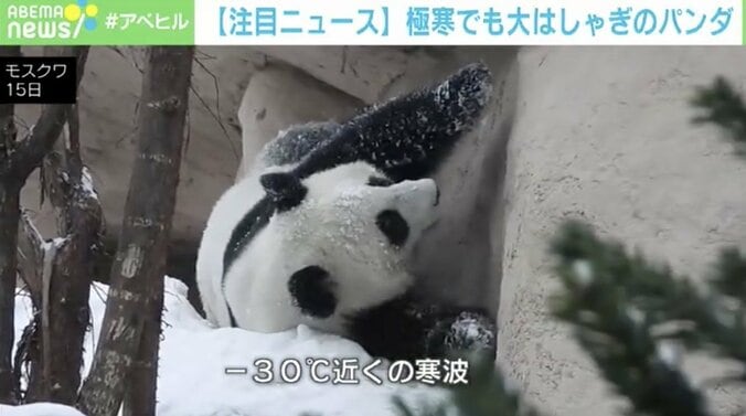 パンダのディンディン、極寒のロシアでも大はしゃぎ！ 斜面をゴロゴロ転がり雪まみれ 1枚目