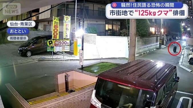 歩いているのはクマ