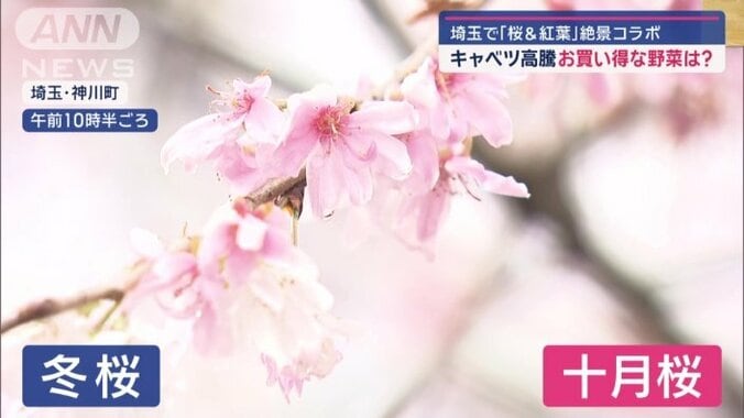 別名「十月桜」