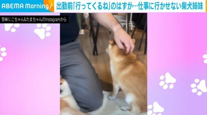 豆柴のにこちゃんとたまちゃん