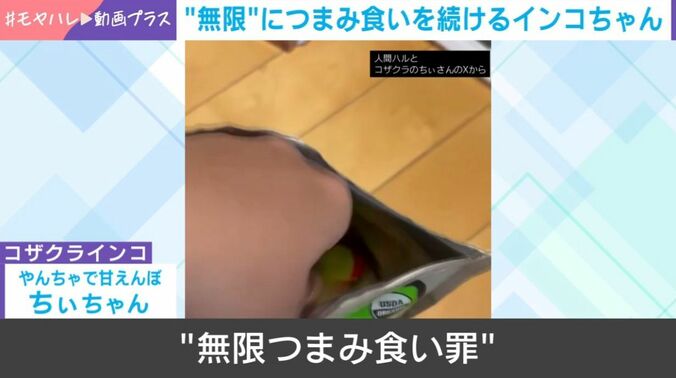 コザクラインコのちぃちゃん
