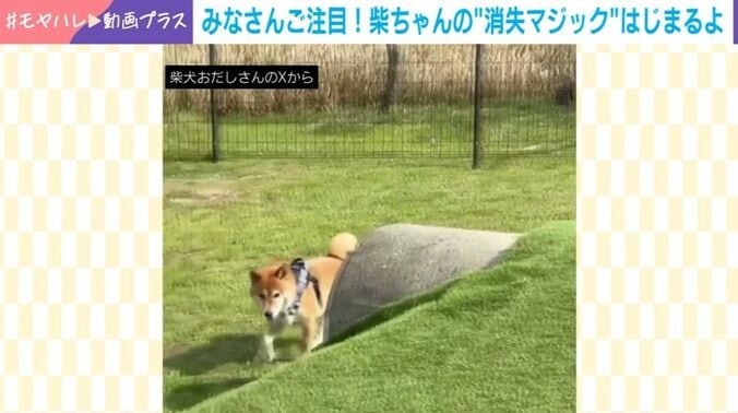 柴犬・おだしくん
