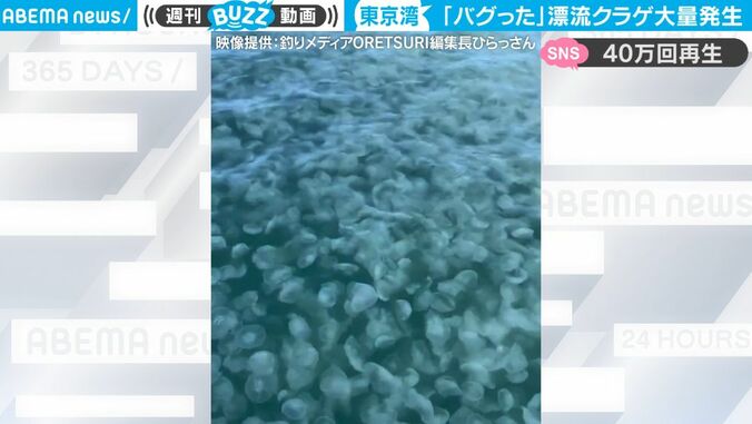 驚愕！海を埋め尽くす白い物体… ベテラン船長が「はじめて見た」 東京湾にクラゲの大群が異常レベルで大量発生　恐ろしすぎる光景がネット上で話題に 1枚目