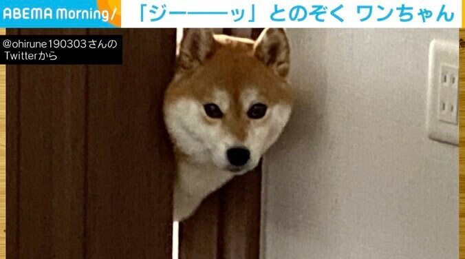 起きない飼い主を無言で見つめる柴犬 扉から“顔だけ出す姿”に「アラーム音より効果ある」「可愛い」と反響 1枚目