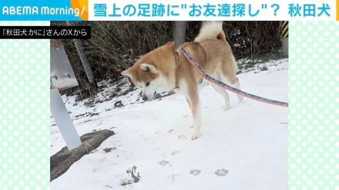 秋田犬のかにくん
