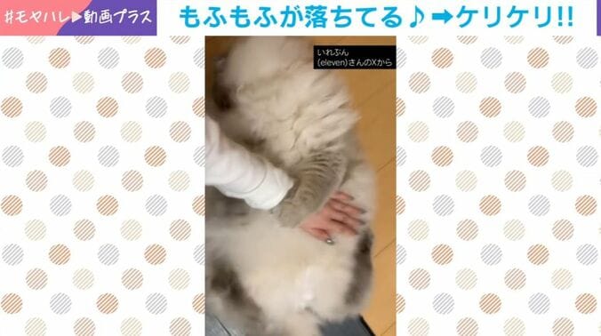 サイベリアンの「いれぶん」くん