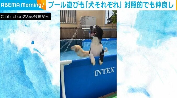 「プールの遊び方もそれぞれ…」対照的な楽しみ方をする2匹の犬の “仲良しな姿” に飼い主もほっこり 1枚目