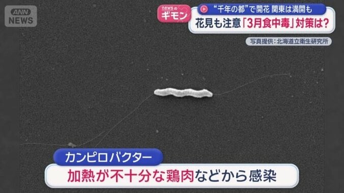 加熱が不十分な鶏肉などから感染する可能性のある菌