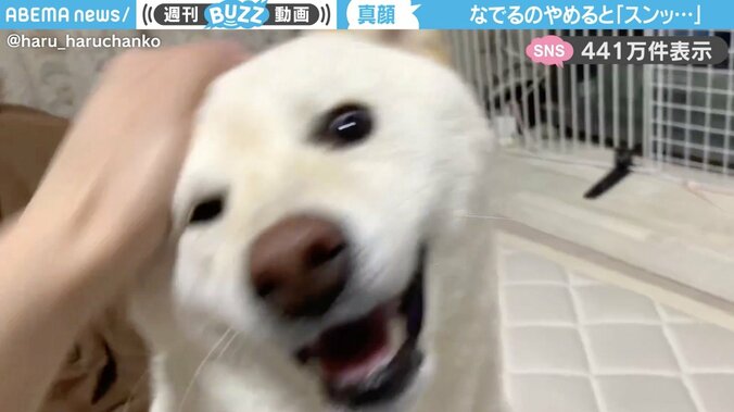 柴犬の「はるちゃん」